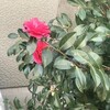 山茶花