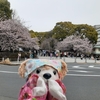 #上野公園#桜