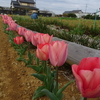 神原町花の会（花美原会）(240)    色彩が増してきた花区域