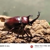 石川県ふれあい昆虫館「むしむしハウス」