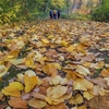 落ち葉の遊歩道を歩く