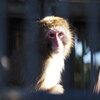 小動物園でテスト撮影