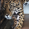 【動物園】京都市動物園