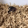 くろごまあん573日目