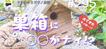 春に使われた小鳥用巣箱を掃除したオハナシ✨ヽ(･▽･)ﾉ✨