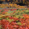 紅葉と黄葉の銀泉台③（9月22日）