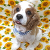 看板犬とろろくん