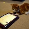 iPadのアプリで遊んでいる子猫、突然ばんにゃ～い！