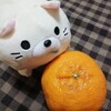 美味しい！【ポンカン】