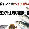 【釣れるポイントの見つけ方】ベイトフィッシュの探し方、有無の判断について