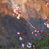 紫雲出山