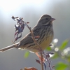 鳥撮日記　珍しい野鳥に出会えずとも野鳥の写真が撮れるだけで満足！