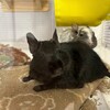 くろごまあん二世 220日目