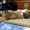 縦にも横にも長くなった猫