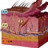 心地よいカッサでのこすりを真皮層の深さで