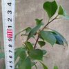 ガジュマル全埋め記録5。今年は埋太郎も植え替えるぞ！