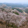 あえてシンボルを入れない図 - 吉野山