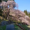 名桜･一本桜の旅（２）