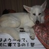 最終日　『Pet博』写真