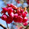 八重寒緋桜