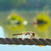  洞峰公園のノシメトンボ～つくば市とその周辺の風景写真案内（１１６６） 