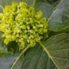 紫陽花も　そろそろ