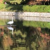 晩秋の松山城山公園