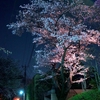 多摩川　夜桜