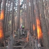 土岳　早朝の登山道