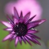 アフリカ金盞花、大山蓮華、紅紫壇、秋明菊、柾、大虎杖、把手、蝦夷板屋、手打胡桃
