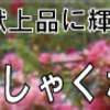 シシャモの南蛮漬け