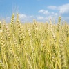 健康やダイエットで注目される大麦