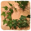 植物の生長記録