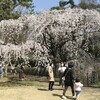 糸桜・近衛邸跡