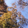 ハイブリットインスタントカメラ「ライカゾフォート2」で紅葉を撮影🍁