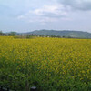 rape blossoms