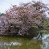 小田原城の桜