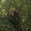 【シンガポール旅行記③】シンガポール動物園