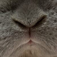 うさぎもくしゃみをします うさぎのくしゃみの原因とは うさぎさんとモフモフな日々 うさぎもくしゃみをします うさぎのくしゃみの原因とは うさぎさんとモフモフな日々