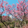 大船観音