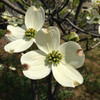 (334) Cornus florida