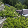 茶摘み