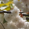 気多の白菊桜
