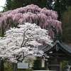 福聚寺の紅枝垂れ桜