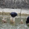 まだ口の中が赤いカラス