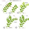 レモン栽培②　花が咲かない理由と対策