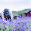 イングリッシュラベンダーは花盛り：富夢創野