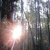 2011【京都府・京都市】京都旅行記②　嵯峨野の混雑は半端ない【観光】