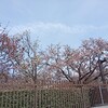 造幣局広島『花のまわりみち』開催されたので行ってきた