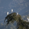 アマサギ Cattle Egret